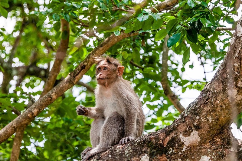 Rhesus macaque (Macaca mulatta) sitting on branch