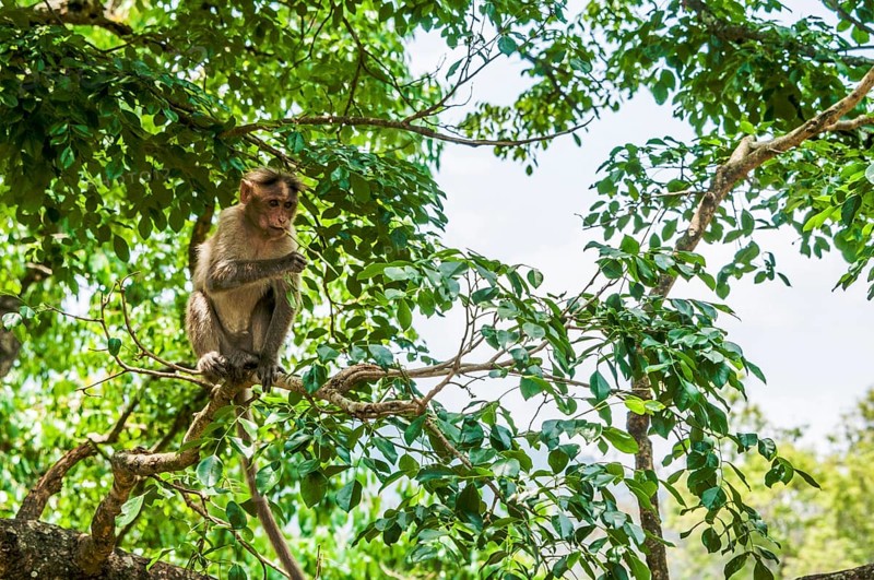 Rhesus macaque (Macaca mulatta) sitting on branch