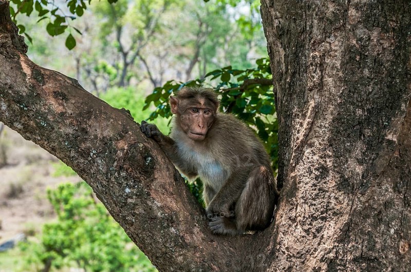 Rhesus macaque (Macaca mulatta) sitting in tree