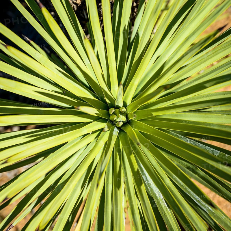 Radiating leaves of a Joshua Tree (Yucca brevifolia) from above
