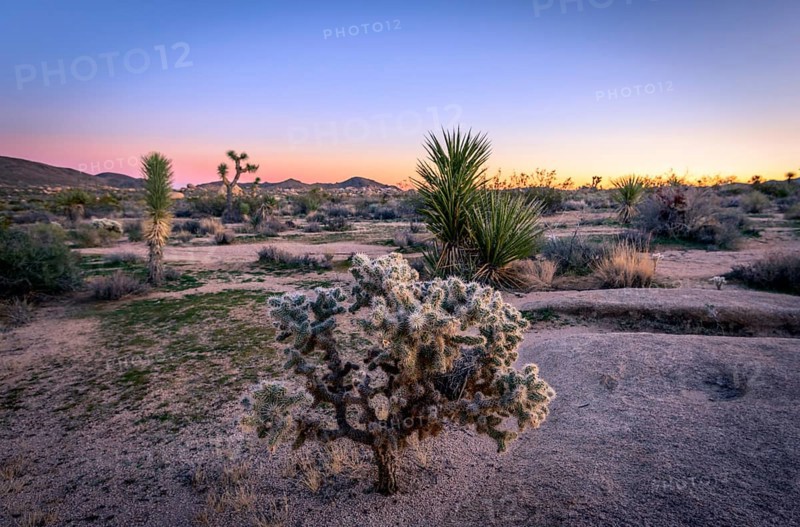 Desert Landscape with Teddy-bear cholla (Cylindropuntia bigelovii) at Sunset