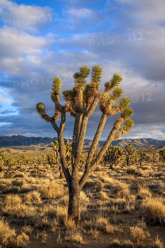 Joshua Trees (Yucca brevifolia) in Evening Light