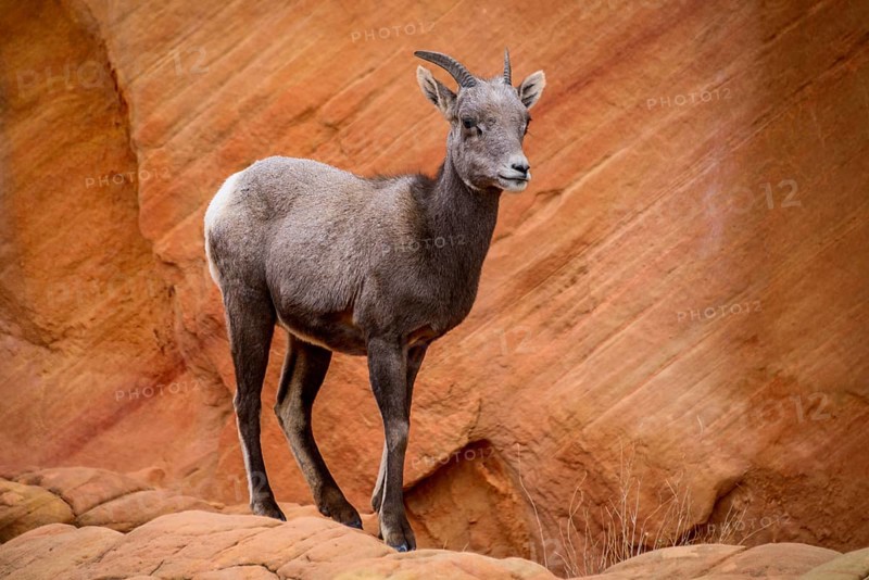 Desert bighorn sheep (Ovis canadensis nelsoni)