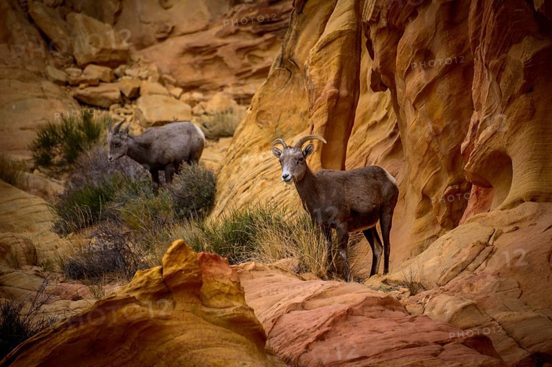 Desert bighorn sheeps (Ovis canadensis nelsoni)
