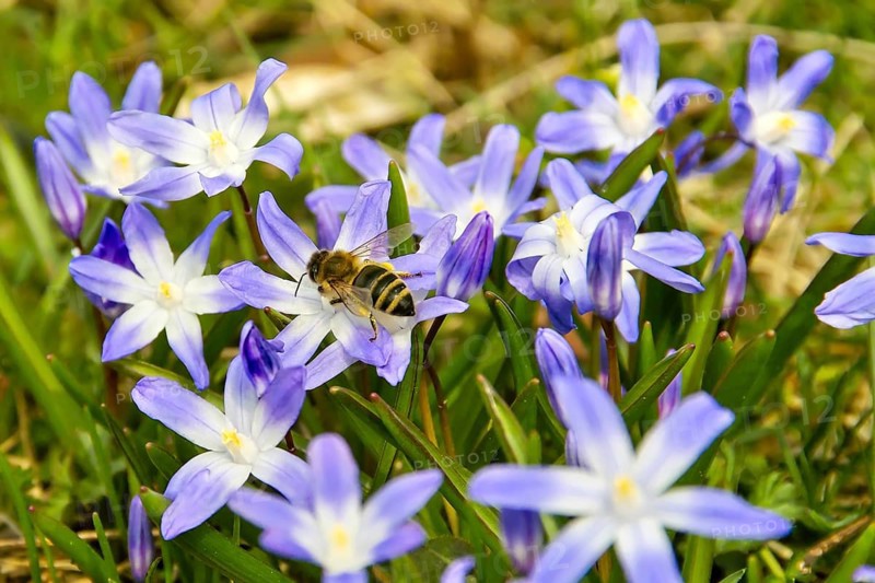 Honey bee (Apis) sucks nectar on flower of Glory-of-the-snow (Chionodoxa) in spring