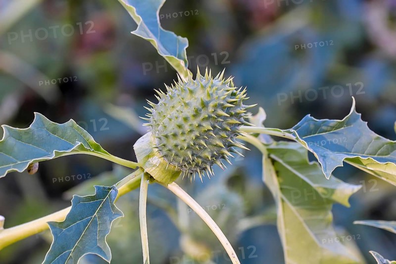 Jimson Weed (Datura stramonium)