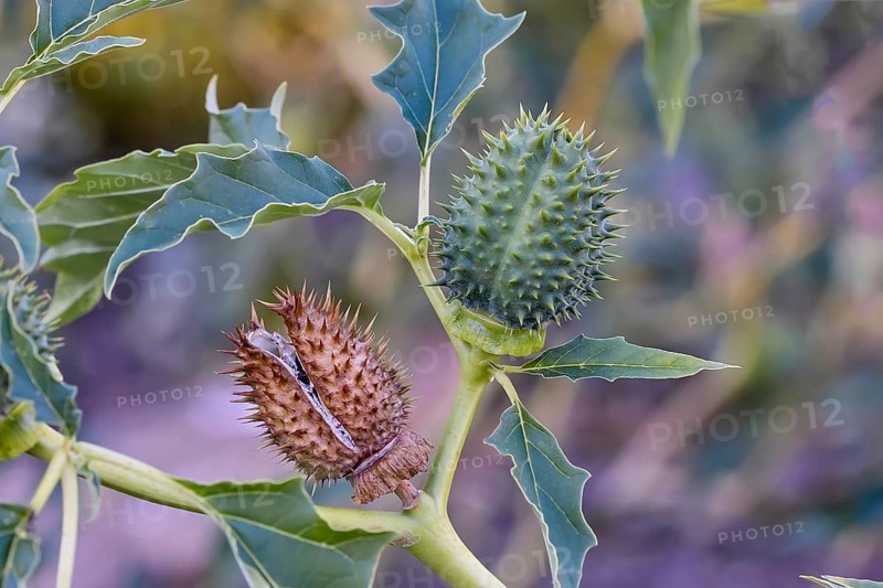 Jimson Weed (Datura stramonium)