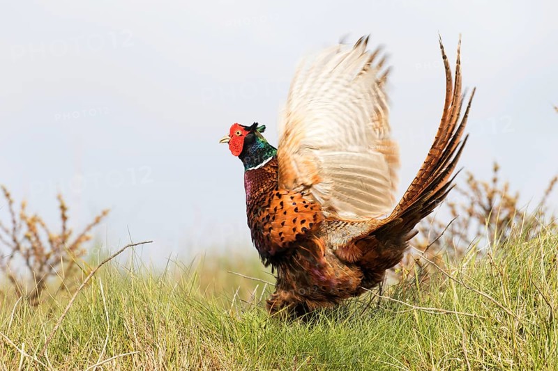 Pheasant (Phasianus colchicus) flapping its wings at the flutter jump