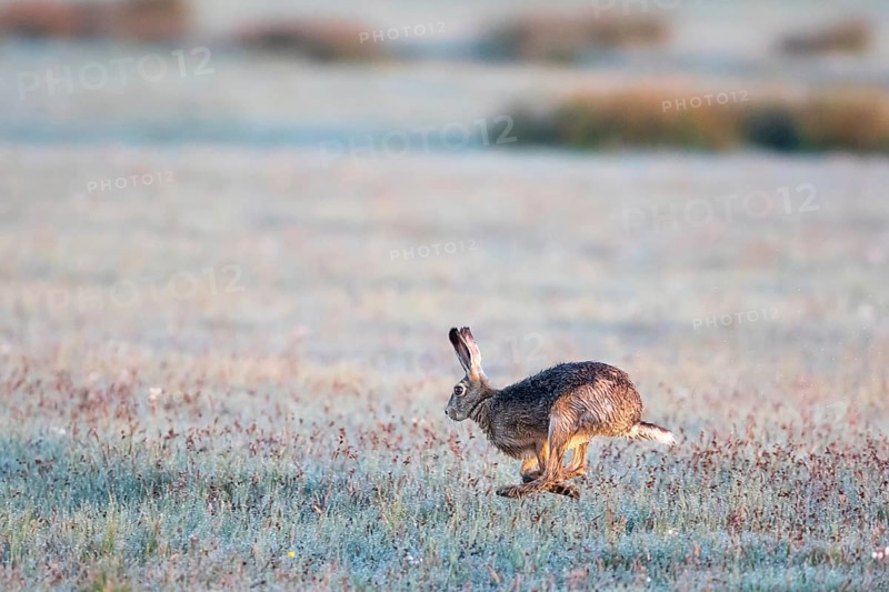 Hare (Lepus europaeus) running over field with morning dew