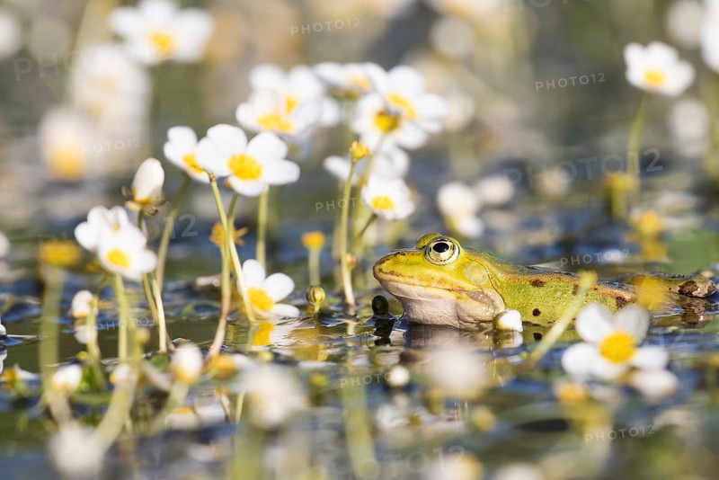 Edible frog (Pelophylax kl. esculentus) in pond amongst white water-crowfoot (Ranunculus aquatilis)