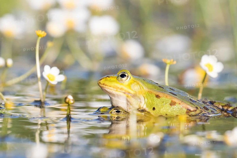 Edible frogs (Pelophylax esculentus) in water
