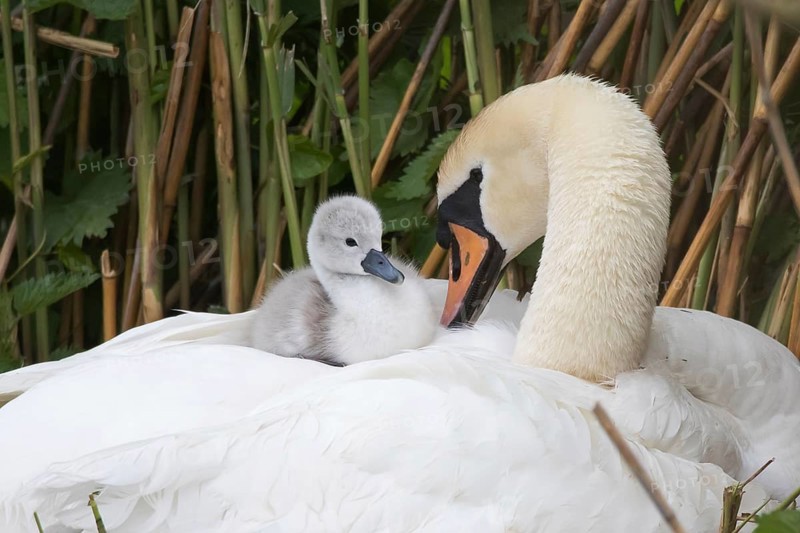 Mute swan (Cygnus olor)