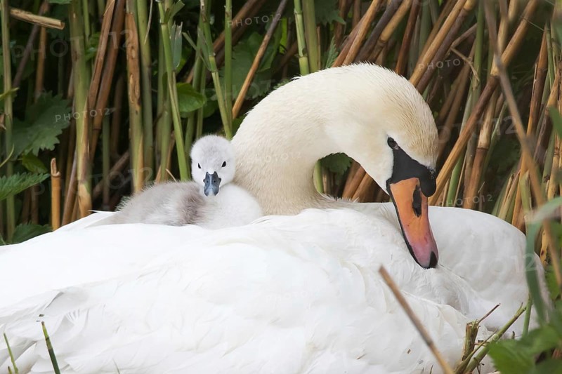 Mute swan (Cygnus olor)