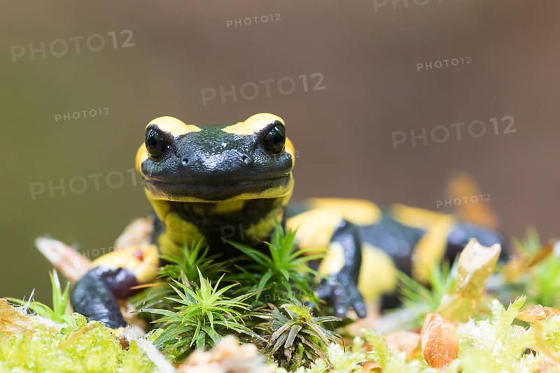 Fire salamander (Salamandra salamandra) in moss