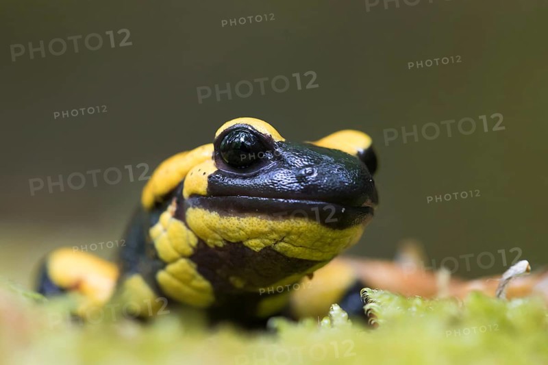 Fire salamander (Salamandra salamandra)