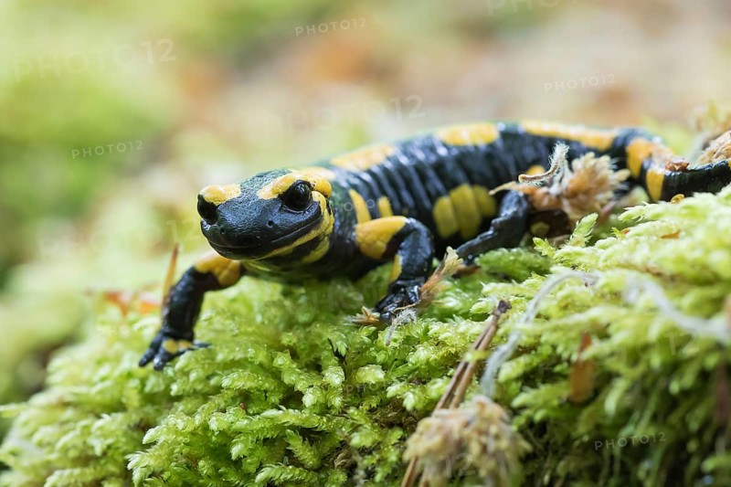 Fire salamander (Salamandra salamandra) in moss