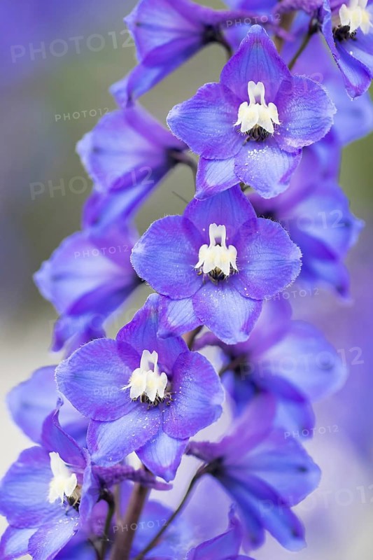 Alpine delphinium or candle larkspur (Delphinium elatum)