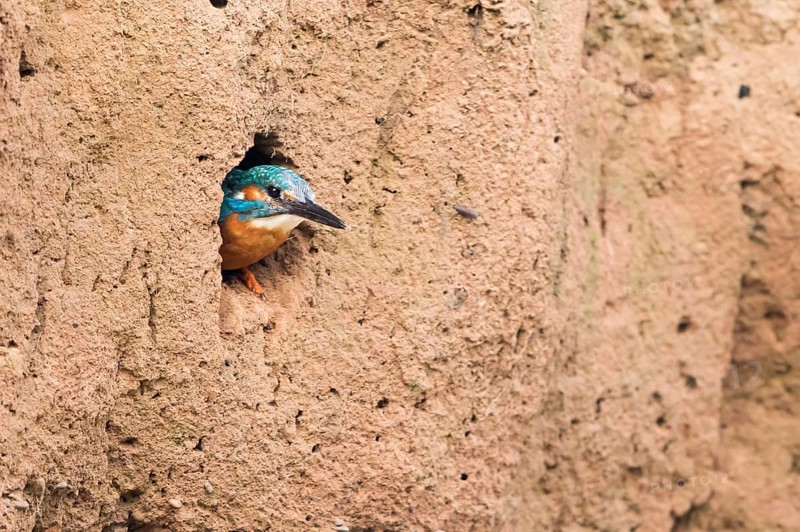 Eurasian kingfisher (Alcedo atthia)