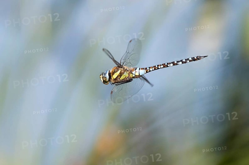 Migrant hawker (Aeshna mixta)