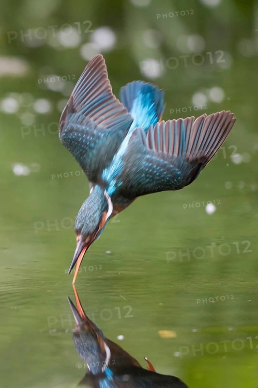 Kingfisher (Alcedo atthis) fishing