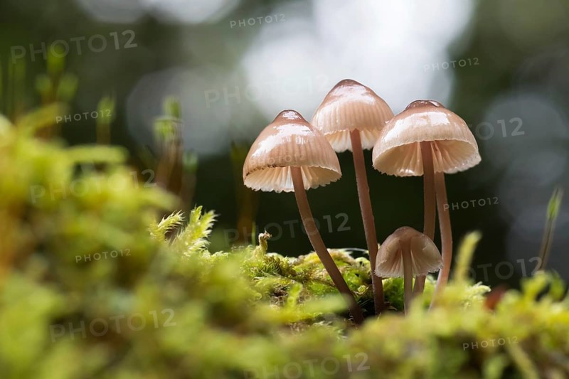 Milking bonnet or milk-drop Mycena (Mycena galopus) in moss