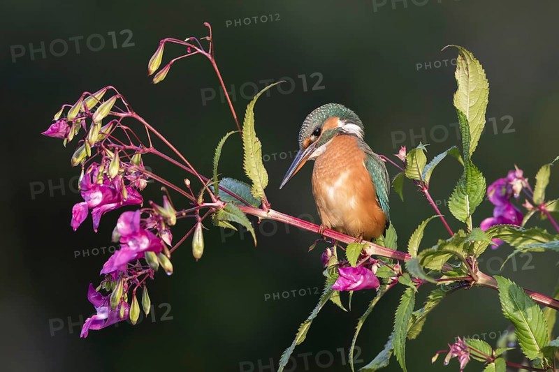 Common kingfisher (Alcedo atthis)