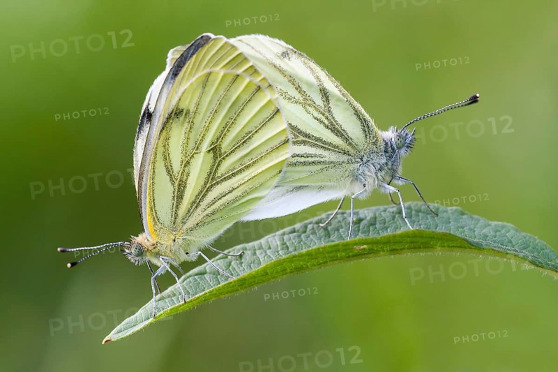 Green-veined whites (Pieris napi)