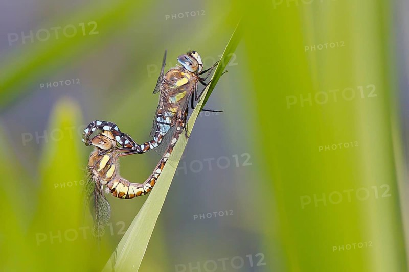 Migrant Hawker (Aeshna mixta)