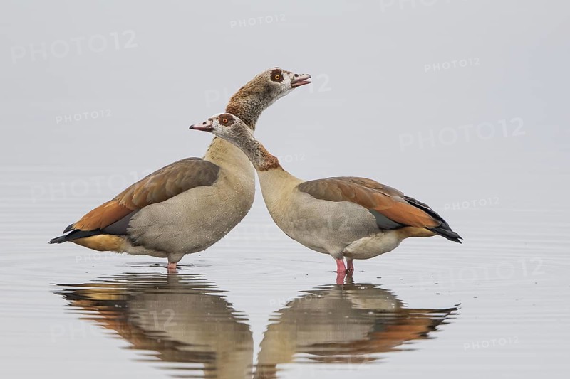 Egyptian geese (Alopochen aegyptiacus)