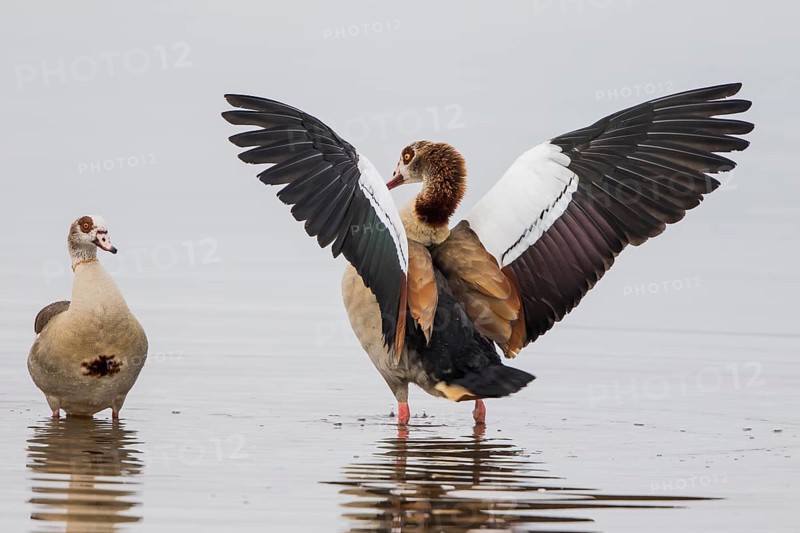 Egyptian geese (Alopochen aegyptiacus)