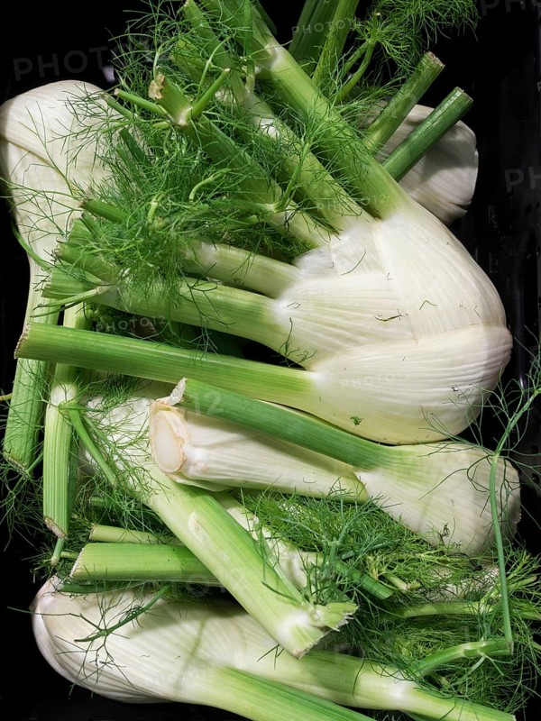 Florence fennel (Foeniculum vulgare var. azoricum)