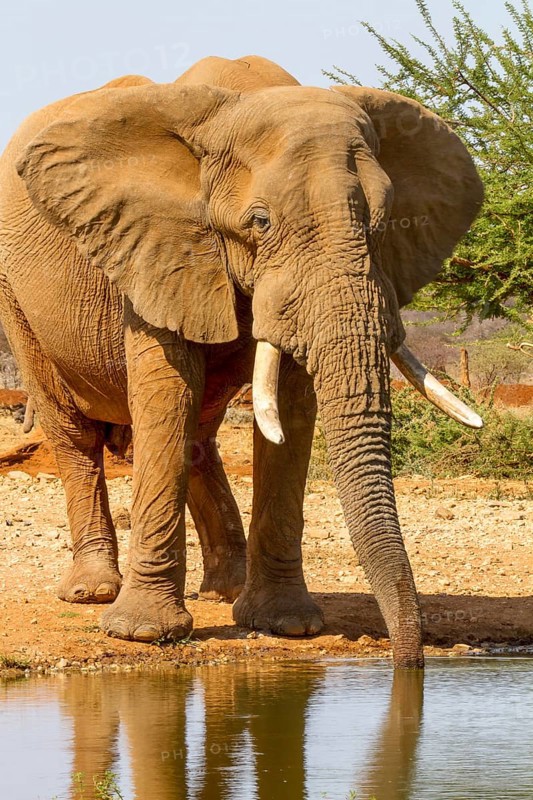African elephant (Loxodonta africana)