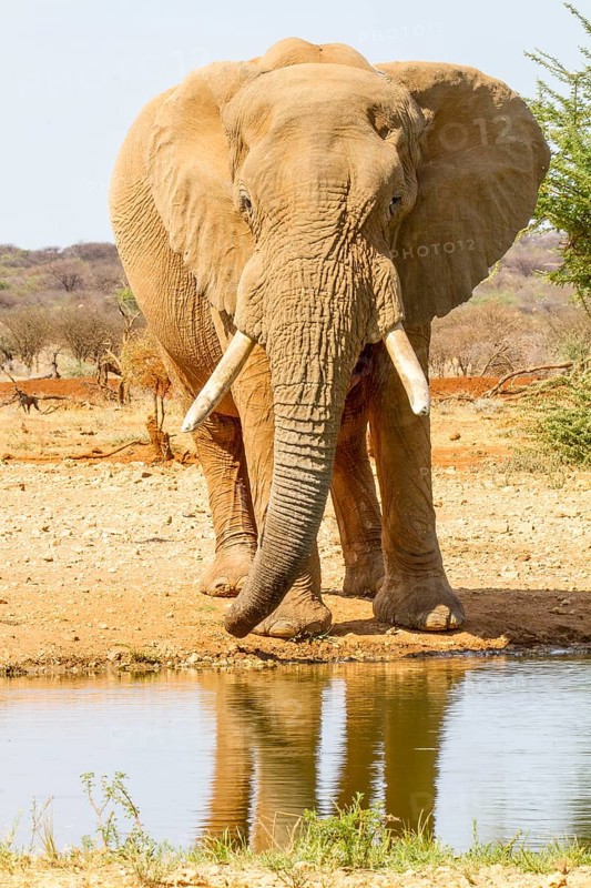 African elephant (Loxodonta africana)