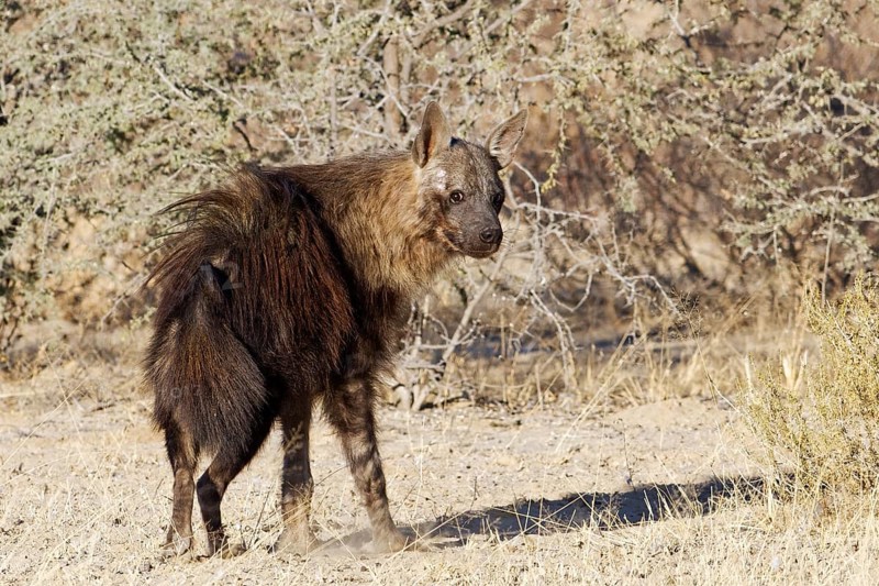 Brown hyena (Hyaena brunnea)
