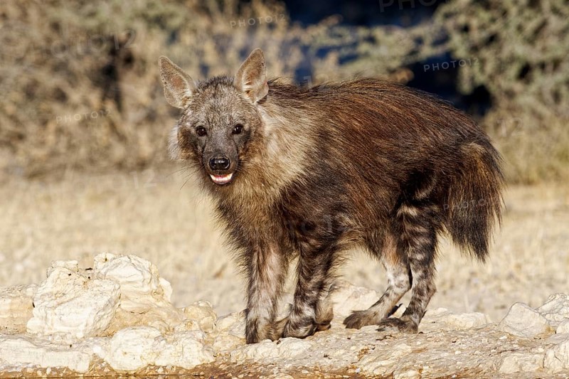 Brown hyena (Hyaena brunnea)