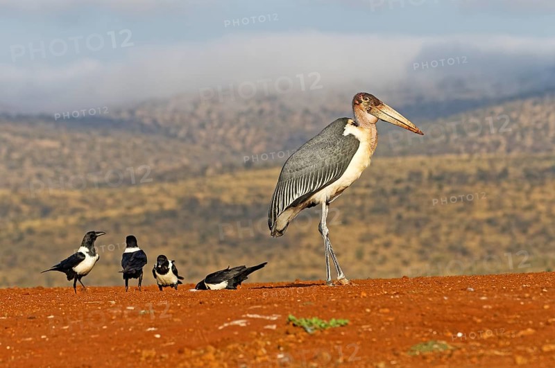 Marabou stork (Leptoptilos crumeniferus) and Pied Crows (Corvus albus)