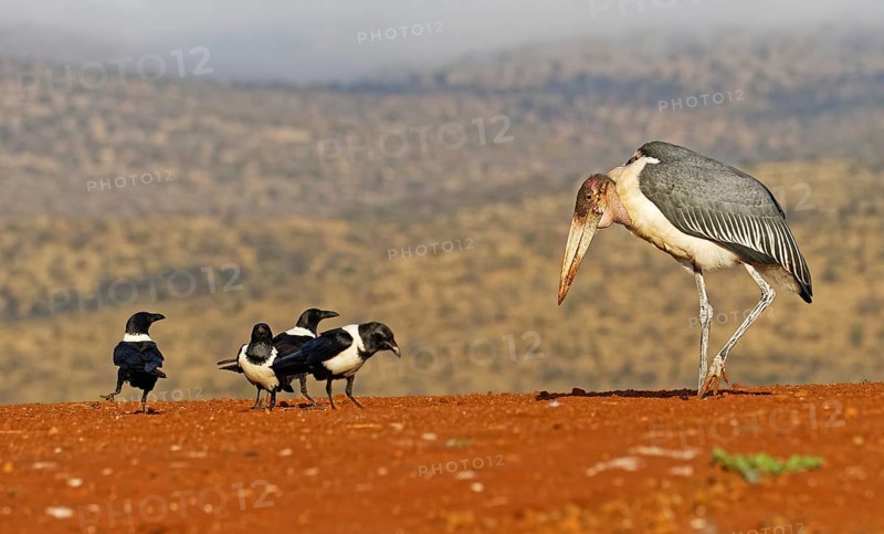 Marabou stork (Leptoptilos crumeniferus) and Pied Crows (Corvus albus)