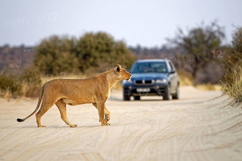 Lioness (Panthera leo) crosses the road