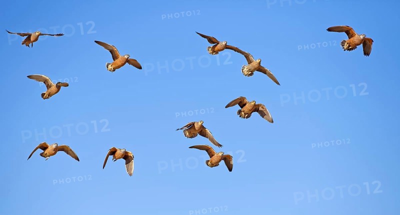 Burchell's sandgrouses (Pterocles burchelli)