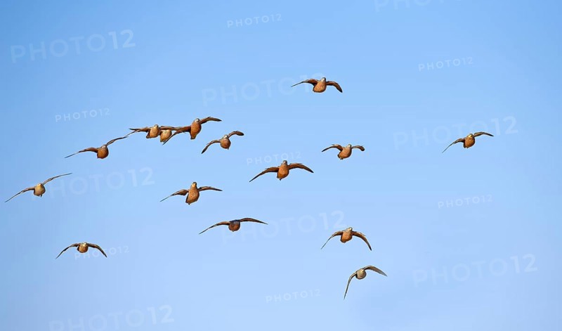 Burchell's sandgrouses (Pterocles burchelli)