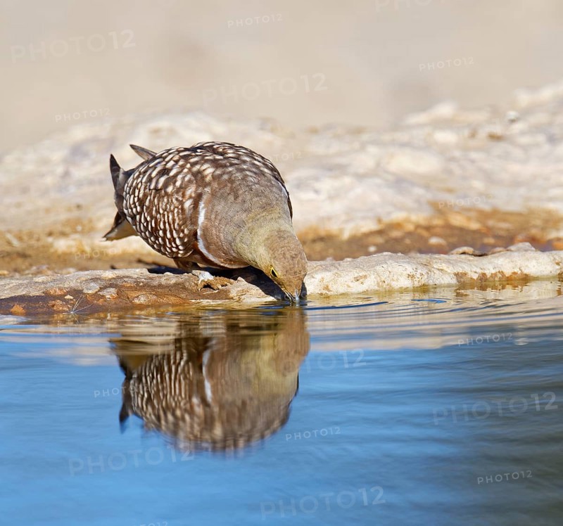 Male Namaqua sandgrouse (Pterocles namaqua) drinking at the waterhole