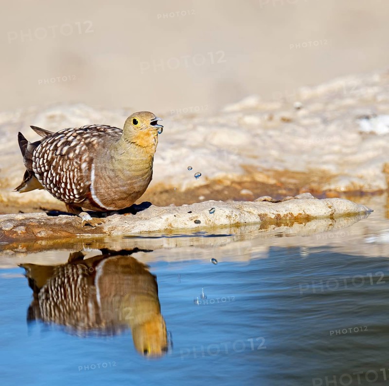 Male Namaqua sandgrouse (Pterocles namaqua) drinking at the waterhole