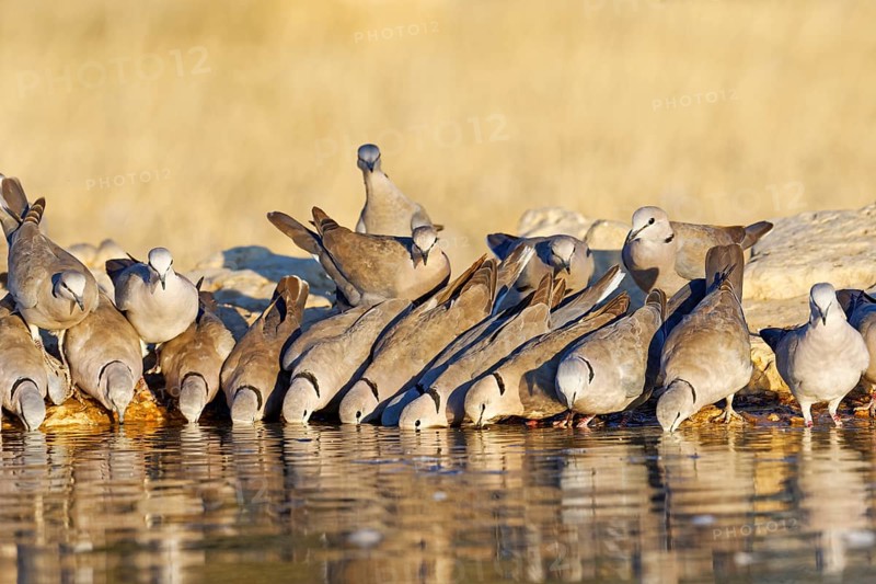 Ring-necked Dove (Streptopelia capicola) drink in the morning at the waterhole