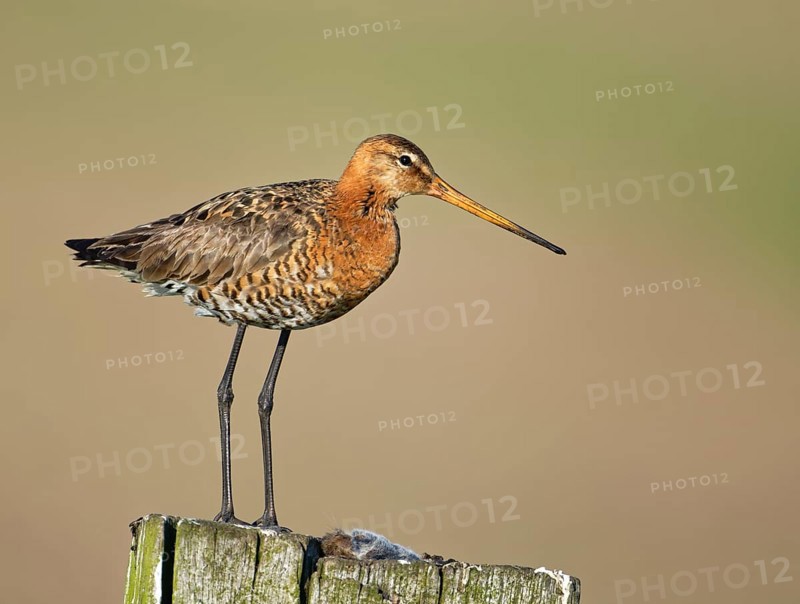 Black-tailed godwit (Limosa limosa) on a fence post with a captured field mouse