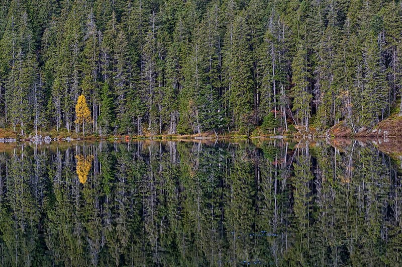 Spruce trees (Picea abies) and a yellow birch (Betula)