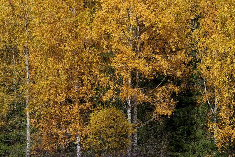 Birches (Betula) in autumn