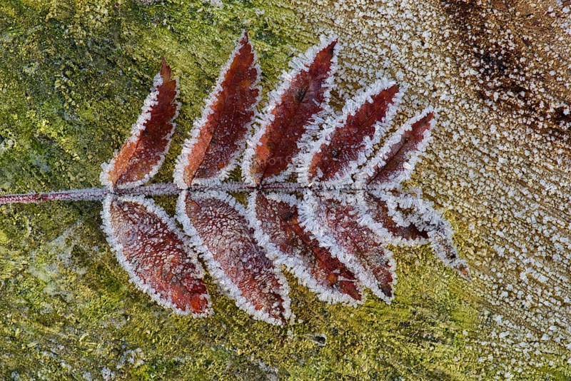 Rowan leaf (Sorbus aucuparia)