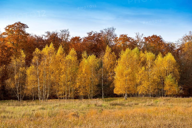 Group of young birch trees in autumn colors