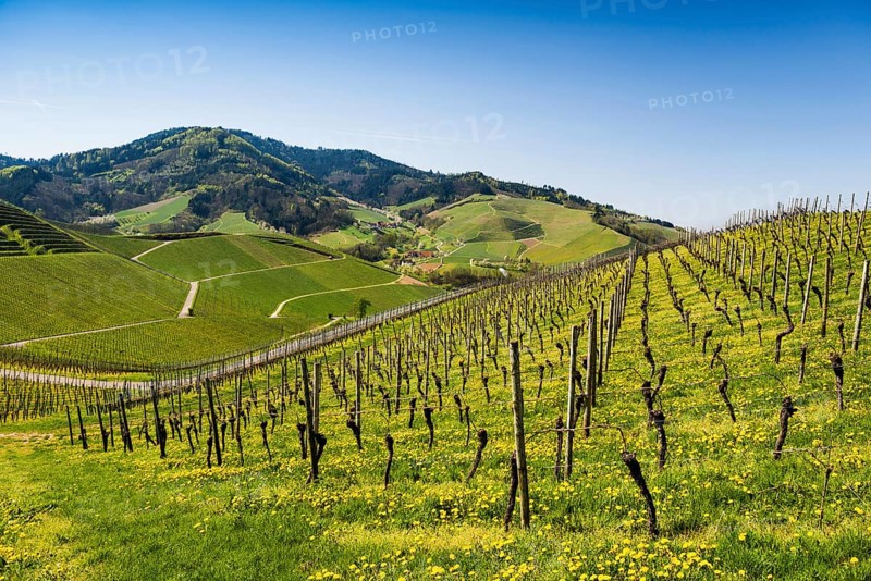 Vineyards in spring