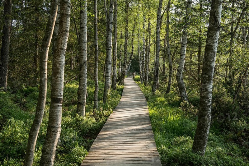 Wooden path